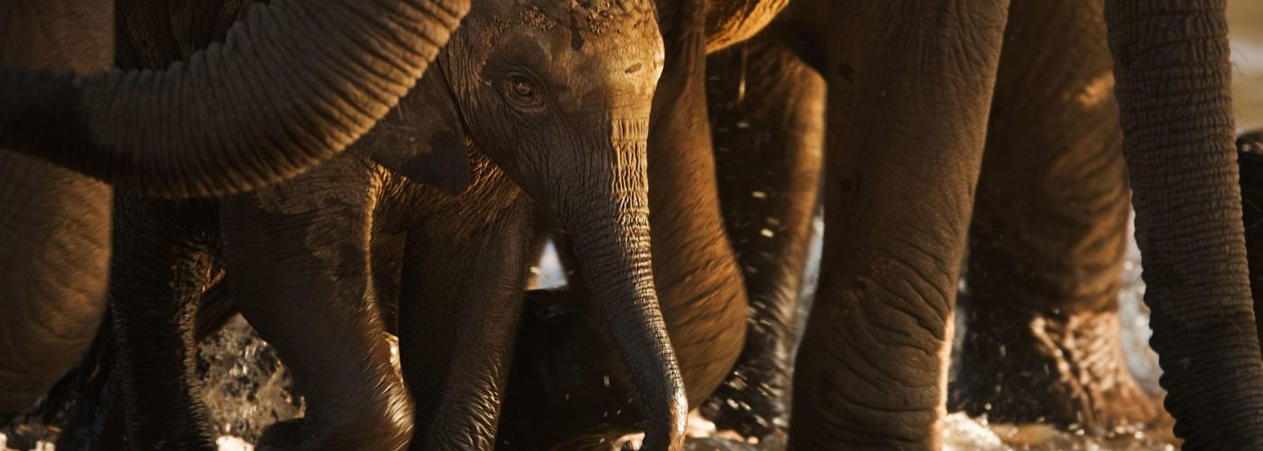 An elephant calf finds shelter amid its mother's legs.