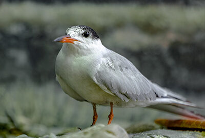 Common tern