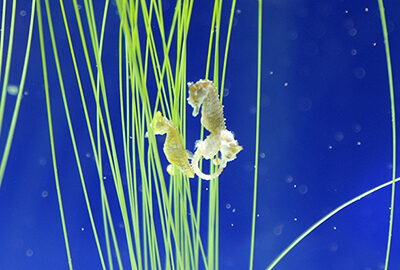 Dwarf seahorses