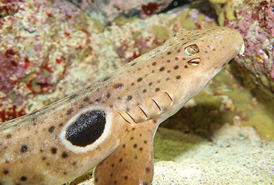 Epaulette shark