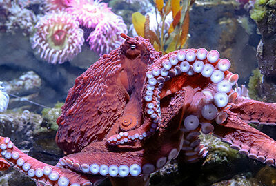 Giant Pacific Octopus