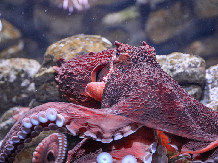 Giant Pacific Octopus