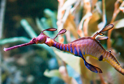 Weedy seadragon