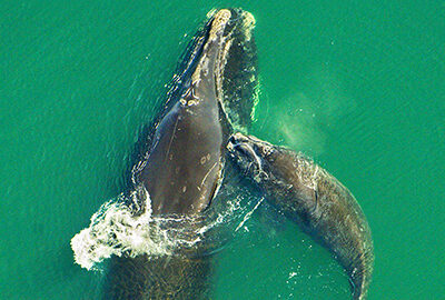 North Atlantic right whale mother and calf