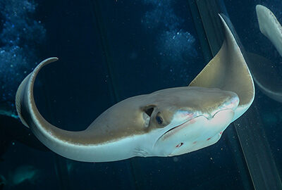 cownose ray swims in the Giant Ocean Tank