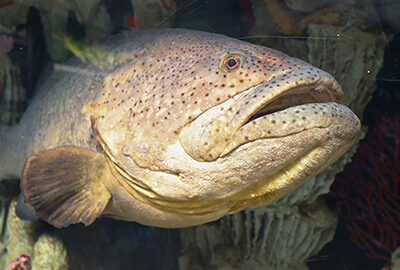 Goliath grouper