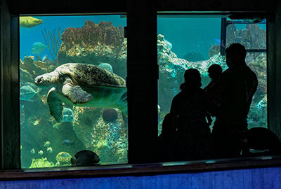 Visitors watch Myrtle swim by