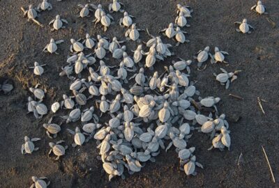 Celebrating 25 Years of Counting Sea Turtles in Guatemala