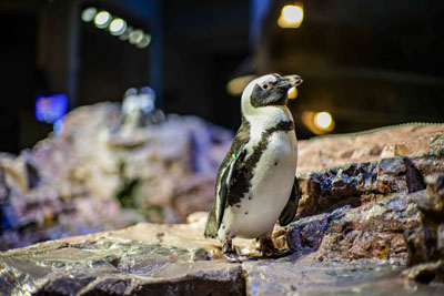 African penguin