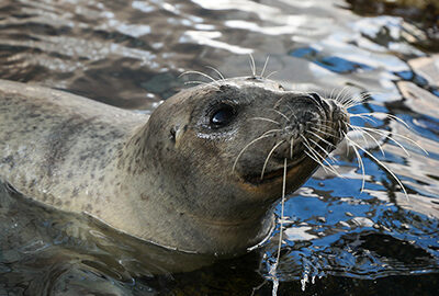 Atlantic Harbor Seal