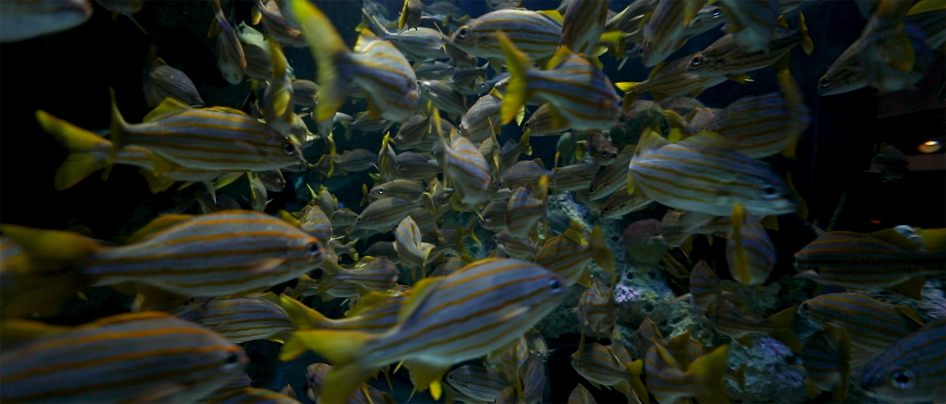 Smallmouth grunts swim in the Giant Ocean Tank