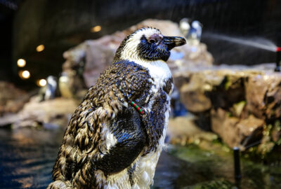 African penguin St. Croix II while molting