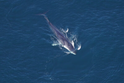 A fin whale moves smoothly through the water.