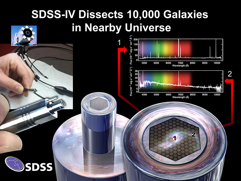 
MaNGA obtains spectra across the entire face of target galaxies using custom designed fiber bundles. The bottom right illustrates how the array of fibers spatially samples a particular galaxy. The top right compares spectra observed by two fibers at different locations in the galaxy, showing how the spectrum of the central regions differs dramatically from outer regions. Image Credit: Dana Berry / SkyWorks Digital Inc., David Law, and the SDSS collaboration. 