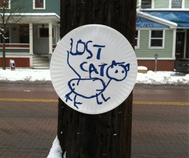 lost cat