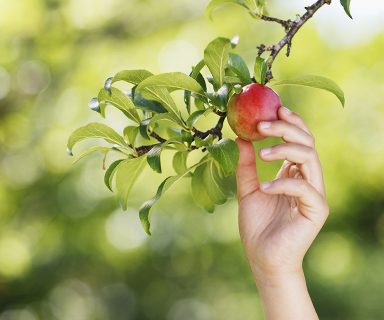 Hand reaching for plum on branch