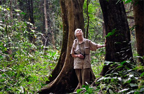 Jane Goodall