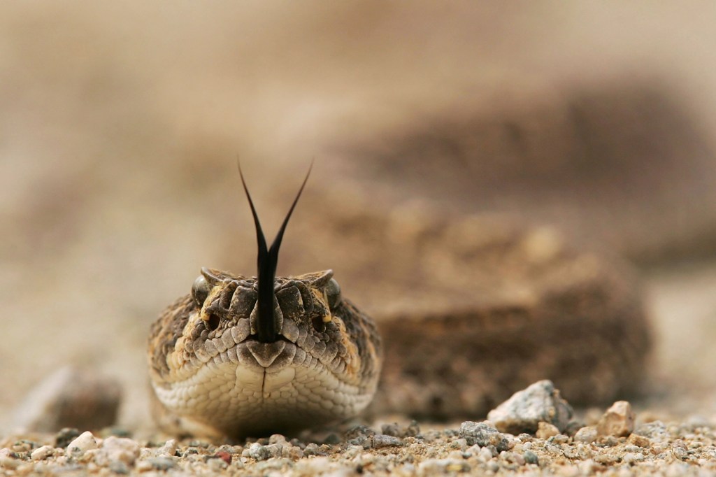 A Toddler Needed Rattlesnake Antivenom. It Cost Almost $300,000.