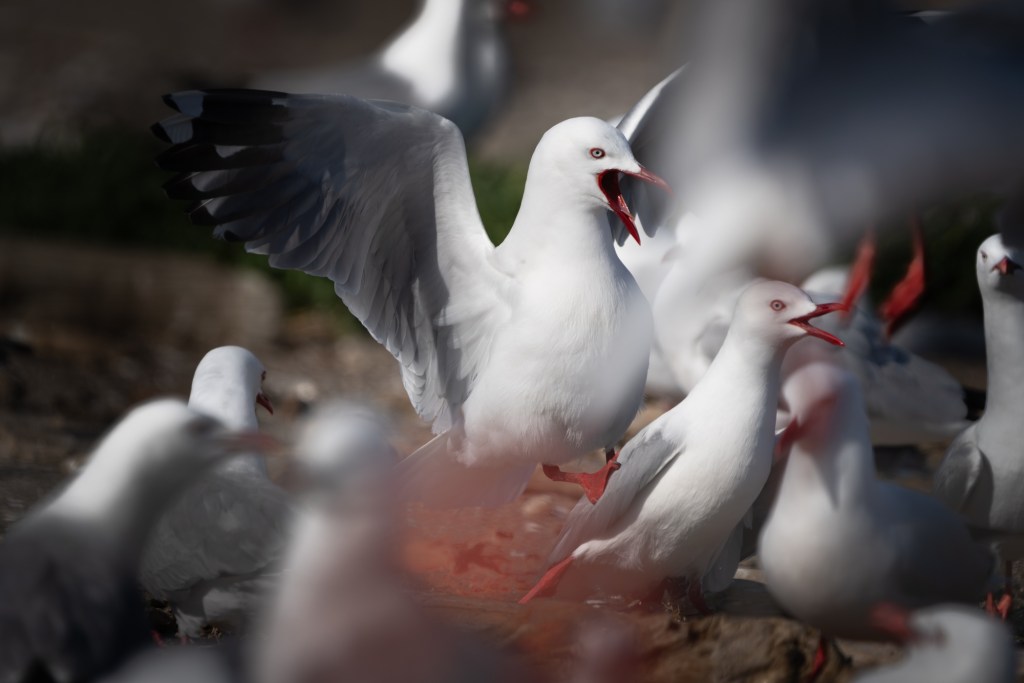 New Zealand Businesses Are Being Overrun by Gull Poop