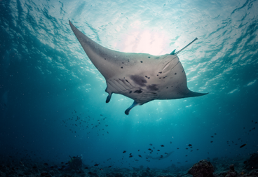 Manta Ray Research