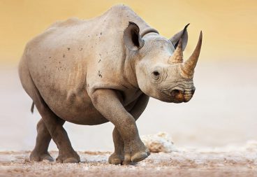 Black Rhinoceros