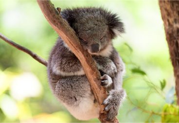 Koala Conservation