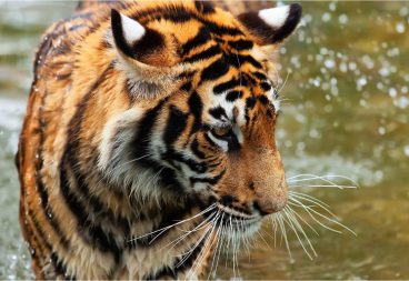 Sumatran Tigers