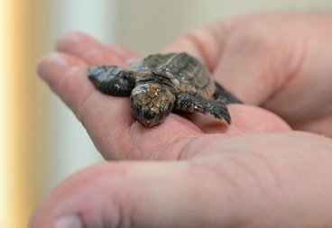 Australia Zoo Rescue Unit