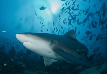 Grey Nurse Sharks